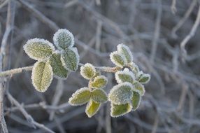 incredibly handsome Ice Tree