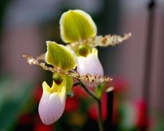 frauenschuh orchid blossom