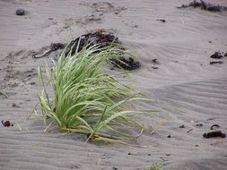 green bush of grass on the beach