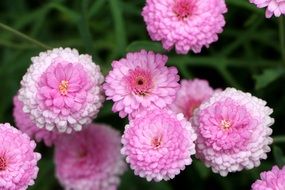pale pink chrysanthemums close-up