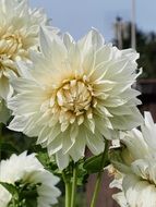 white dahlia flower blossoms