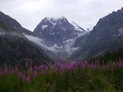 Purple flower field in Switzerland
