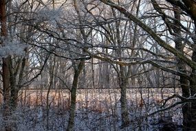 forest in frost close up