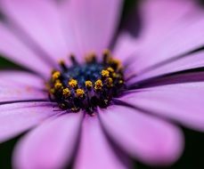 macro photo of a purple gerbera bud