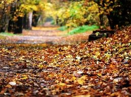 Fallen Foliage on path in Autumn park