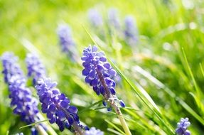 Beautiful Purple Muscari Flowers in light in a garden