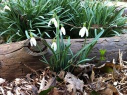 Snowdrop Flowers in early spring