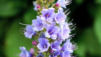 oblong pale blue inflorescence close-up on blurred background