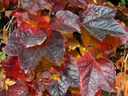 Grape leaves in autumn
