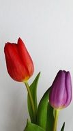 orange and purple tulips