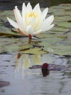 Beautiful colorful water lily in the water