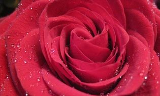 lush pink rose in drops of water close up