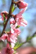 pink branch of a blooming peach close-up