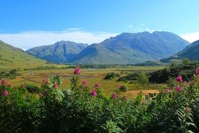 flowering shrubs in the mountains of scotland