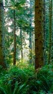 Nature Forest Oregon