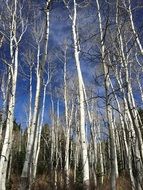 birch forest in autumn