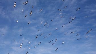 a large flock of seagulls high in the sky