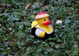 rubber duck in a suit on green grass