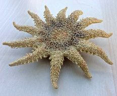 oceanic Sea Star