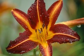 Burgundy Daylily Flower with water drops macro