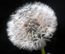 dandelion with snow-white seeds on a black background