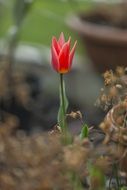 red tulip with pointed petals on a blurred background