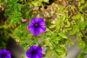 Close-up of the beautiful purple flowers of a summer plant