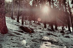 Forest Winter Nature Slovakia