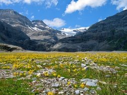 Yellow flower field