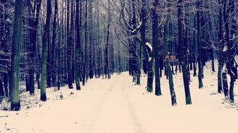 Winter Forest in Poland
