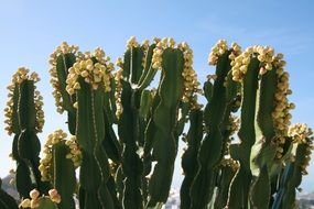 Picture of desert Cactus Flowers