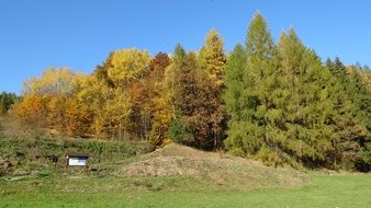autumn forest in a national park in poland
