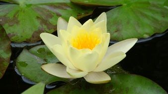 Lotus Waterlily