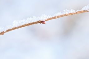 branch in the snow closeup