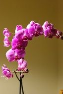 pink orchid as a work of art