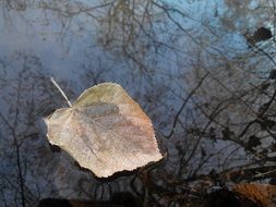 dry autumn leaf floats in the river