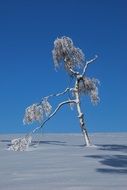 frozen tree in the endless snowy landscape