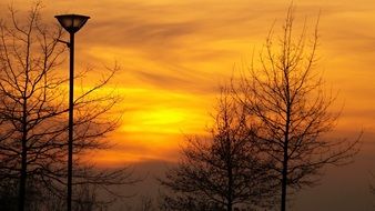 striking Sunset Orange over the trees