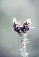 plant in the snow close up