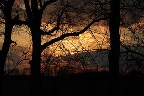 golden Sunrise in morning forest scene