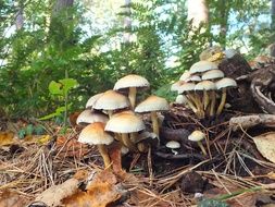 mushrooms in autumn forest nature view