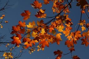 orange Maple Autumn Leaves