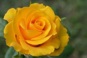 yellow lush rose close-up