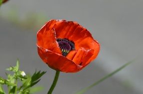 Macro picture of red Poppy