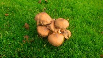 inedible brown mushrooms on a green lawn