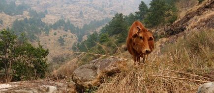 Brown cow among colorful plants in the mountains of Nepal