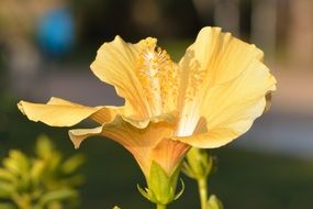 yellow flower on a blurred background