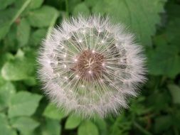 dandelion among green leaves close-up