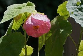 flowering maple plant close-up on blurred background