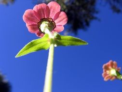 Flower Pink Sky Pink Flowers